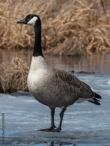 canada goose standing on ice