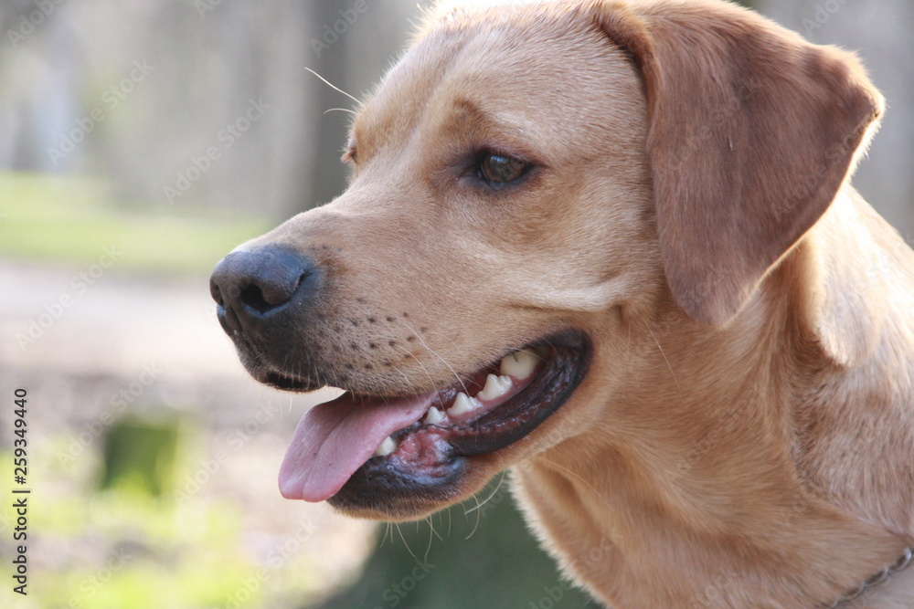 Brown labrador looking away while walking in the park Brown labrador looking away while walking in the park