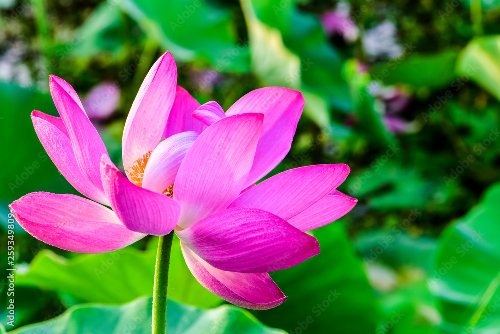 Lotus flowers in the lotus pond of the city park, beautiful lotus leaves, close-up shots. Lotus flowers in the lotus pond of the city park, beautiful lotus leaves, close-up shots.