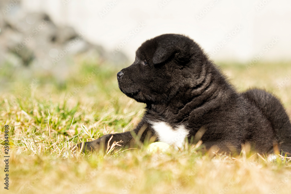 Akita puppy on the grass