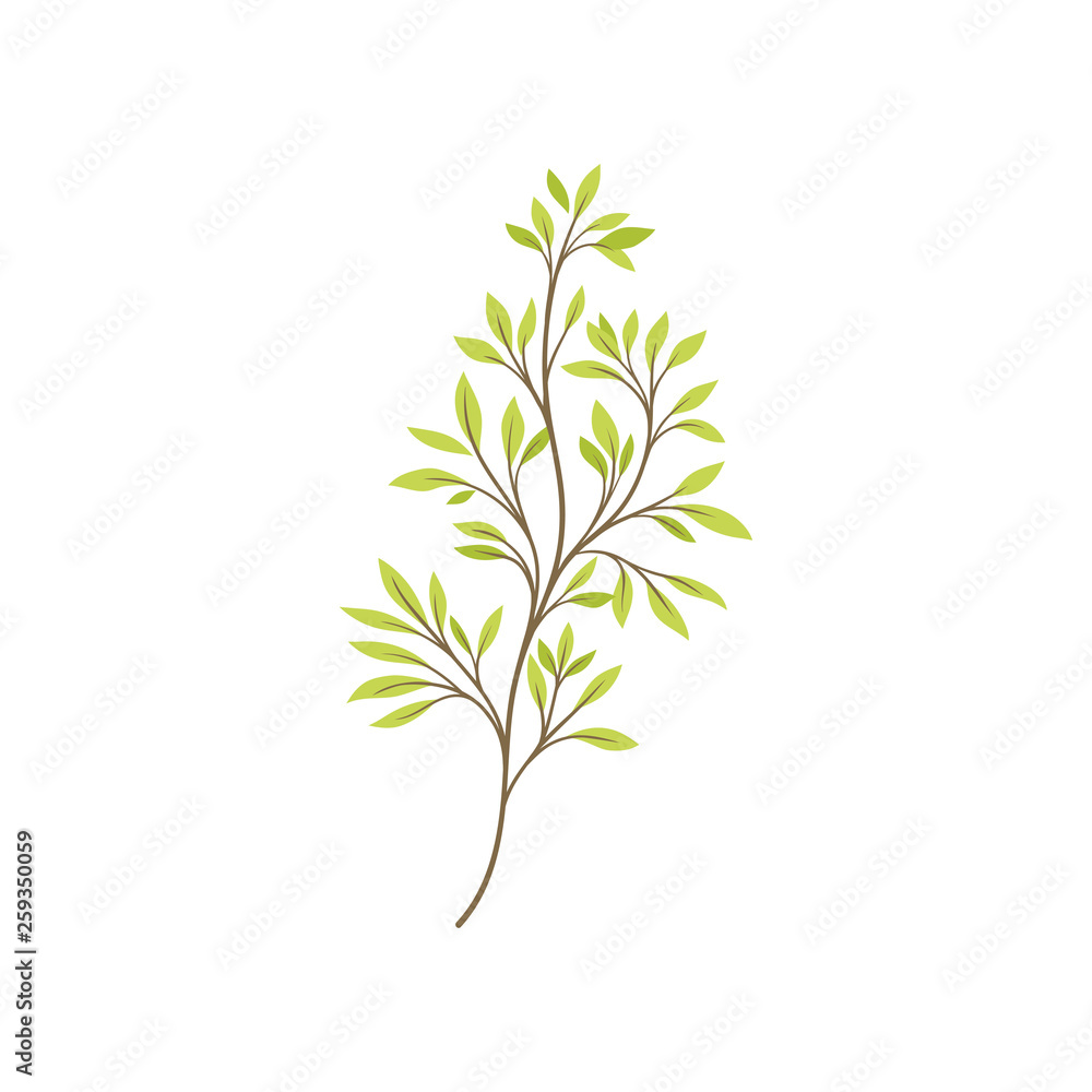 Young tree branch on white background. Flora concept.