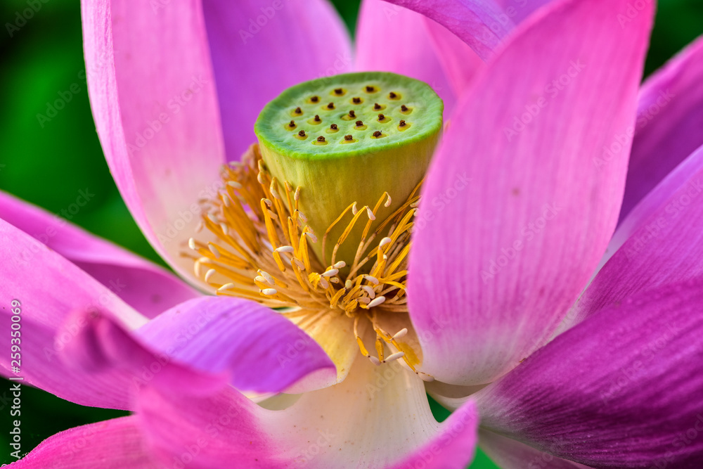 Lotus flowers in the lotus pond of the city park, beautiful lotus leaves, close-up shots. Lotus flowers in the lotus pond of the city park, beautiful lotus leaves, close-up shots.