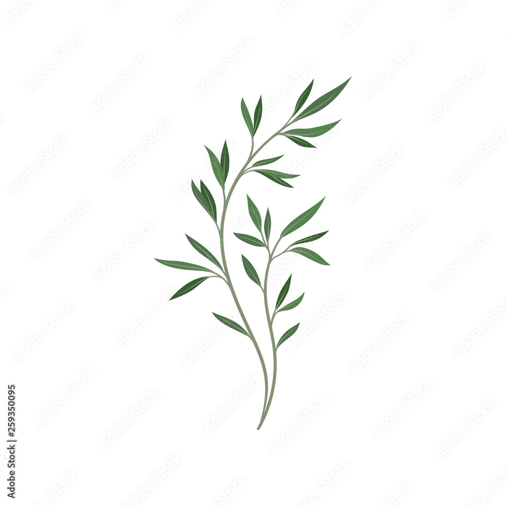 Tree branch with green foliage on white background.