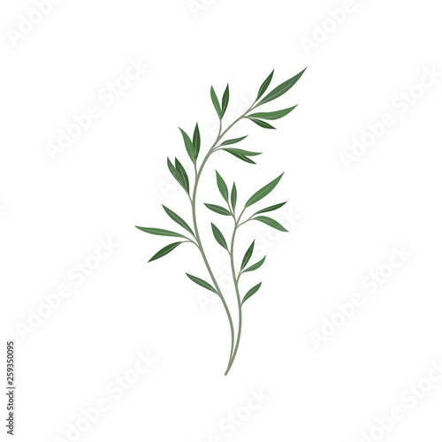 Tree branch with green foliage on white background.