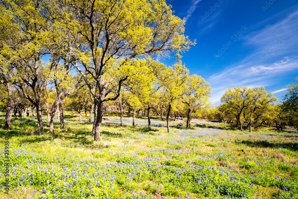 Bluebonnet filled Meadow in the Hill Country of Texas Bluebonnet filled Meadow in the Hill Country of Texas