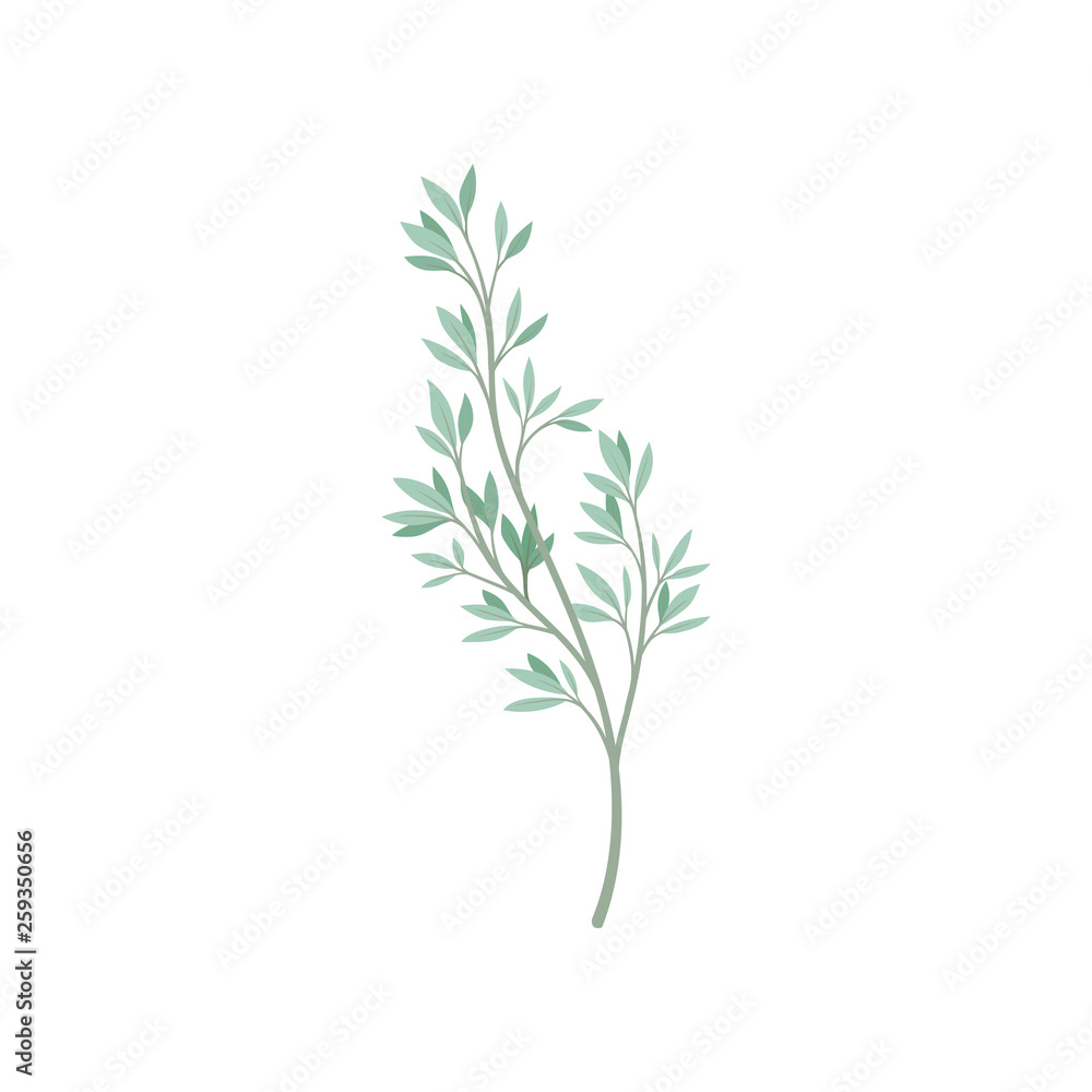 Green foliage on white background. Flora concept. Green foliage on white background. Flora concept.
