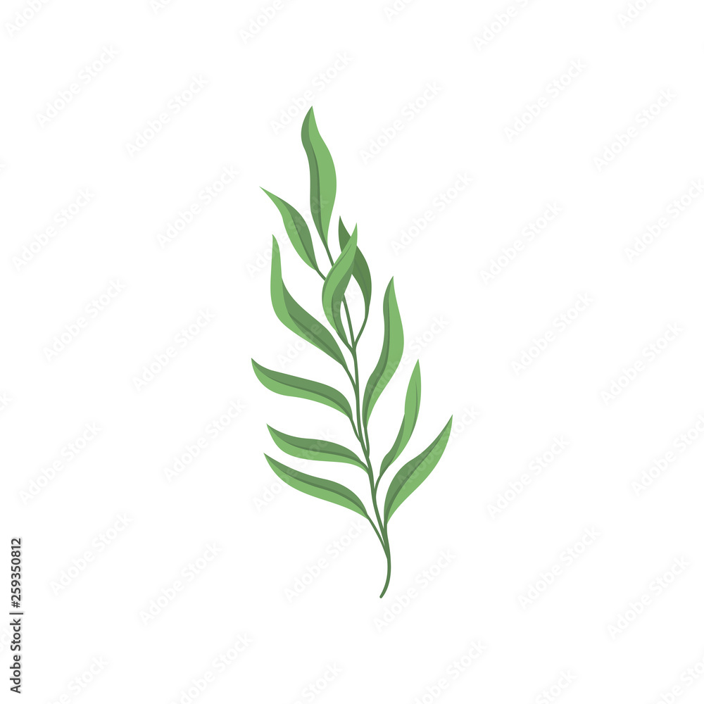 Fototapeta premium Young branch with green foliage on white background.