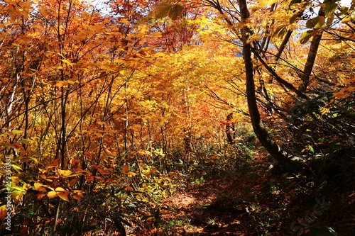 東北 飯豊山山頂への道 秋 目に染む紅葉