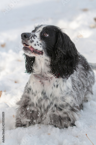 english springer spaniel © Layn