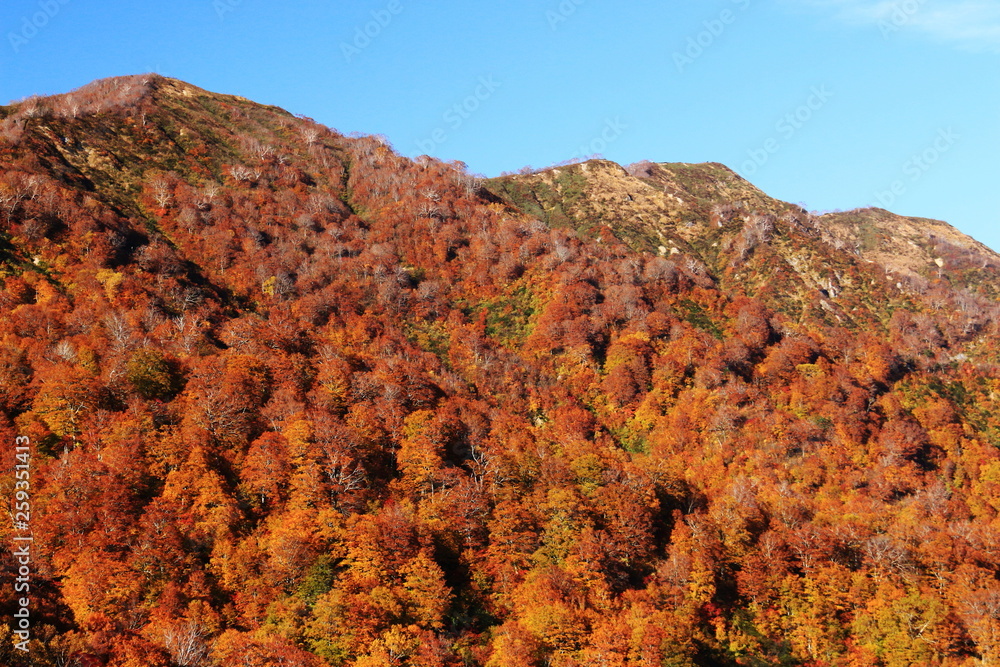 Obraz premium 東北 飯豊山山頂への道 秋 目に染む紅葉