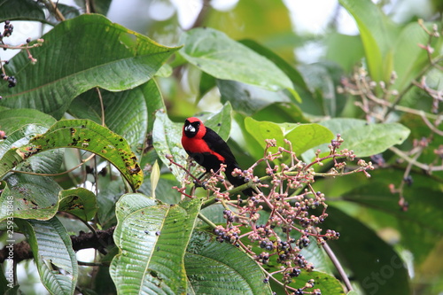 Masked crimson tanager (Ramphocelus nigrogularis) in Ecuador, south America photo