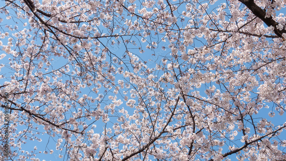 桜 福岡 2019 15 桜 福岡 2019 15