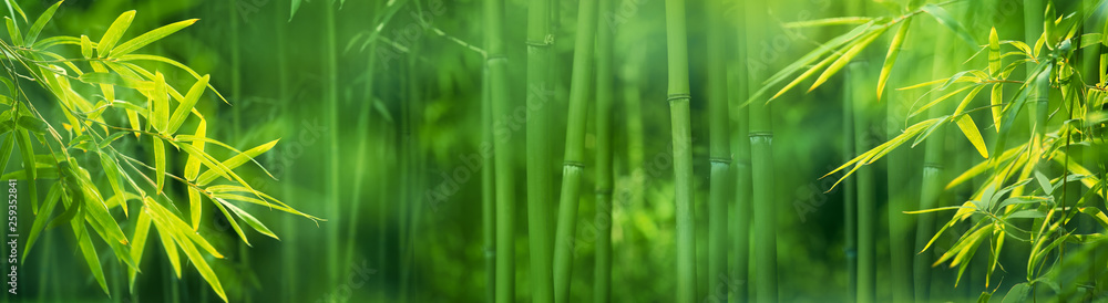 Fototapeta Las bambusowy
