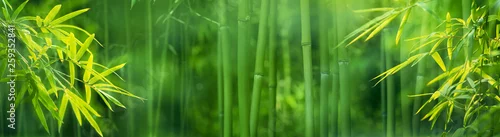 Obraz  z motywem Bamboo forest