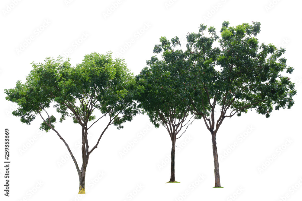 Three green trees isolated on white background Three green trees isolated on white background