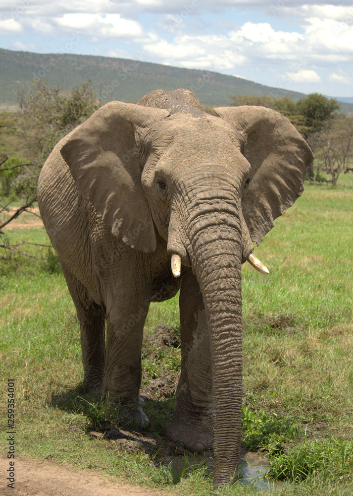 Obraz premium Elephant