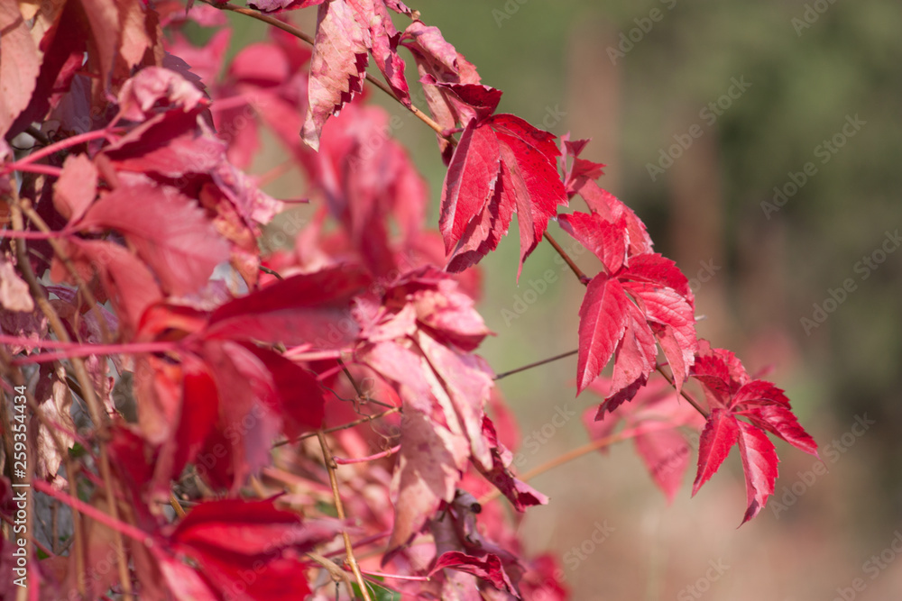 feuilles-rouges feuilles-rouges