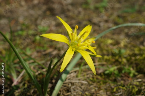 Wallpaper Mural Złoć łąkowa Torontodigital.ca