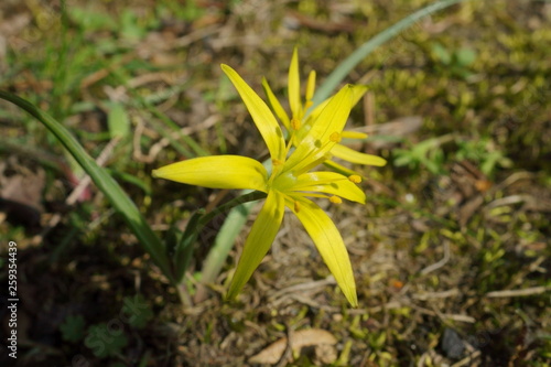 Wallpaper Mural Złoć łąkowa Torontodigital.ca