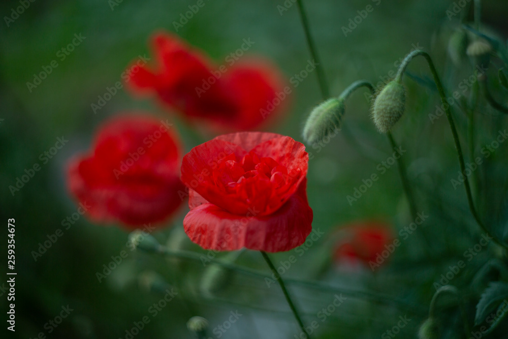 Obraz premium poppy young and blooming bright red