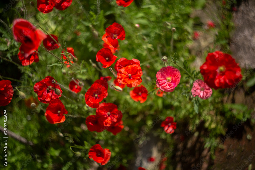 poppies are red in variety