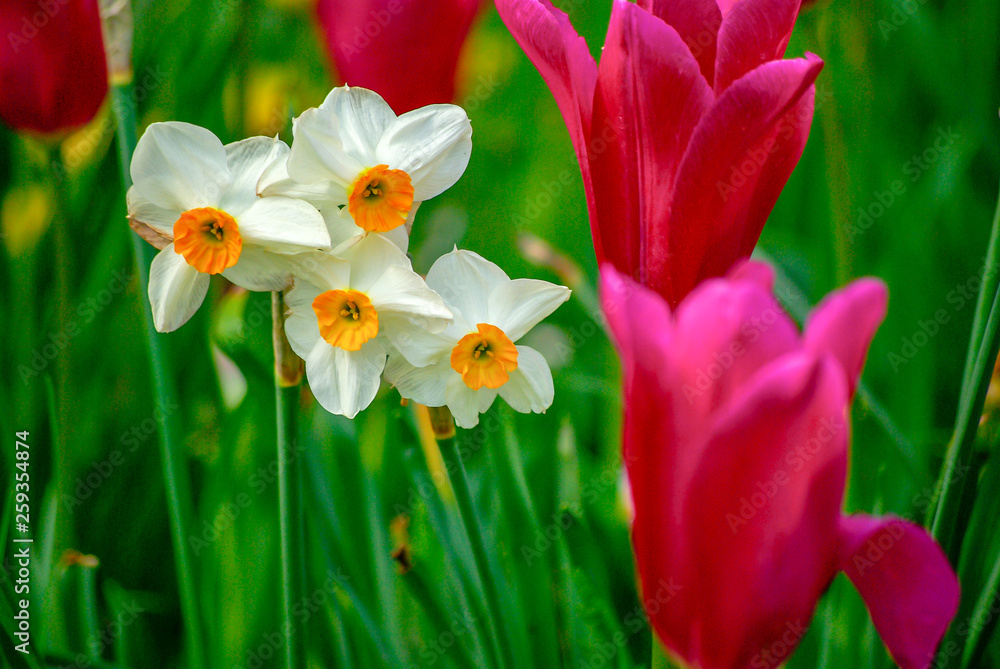 Daffodils and Tulips Daffodils and Tulips