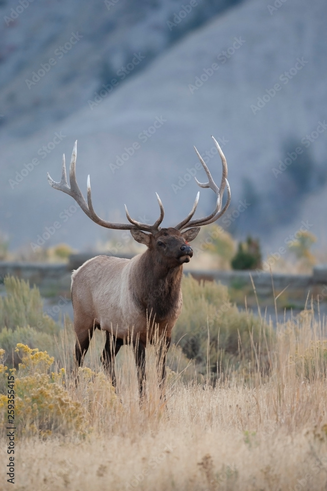 Male bull Elk in Yellowstone National park, Wyoming USA Male bull Elk in Yellowstone National park, Wyoming USA