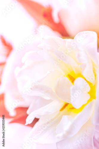 A bouquet of tulips and decorative flowers close-up on a white background. 