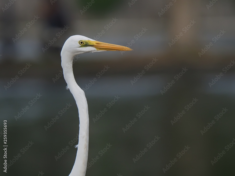 close up egret, bird's head close up egret, bird's head