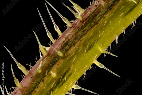 Принти на полотні Stacked focus, extreme close up of of stinging nettle stem(Urtica dioica)