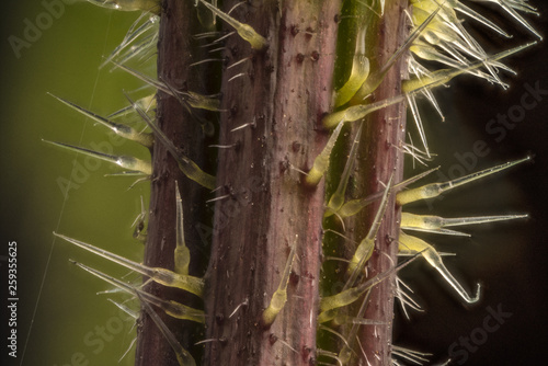 Fototapeta Naklejka Na Ścianę i Meble -  Stacked focus, extreme close up of of stinging nettle stem(Urtica dioica)