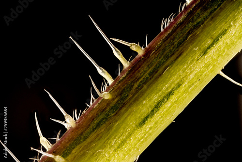 Εκτύπωση καμβά Stacked focus, extreme close up of of stinging nettle stem(Urtica dioica)