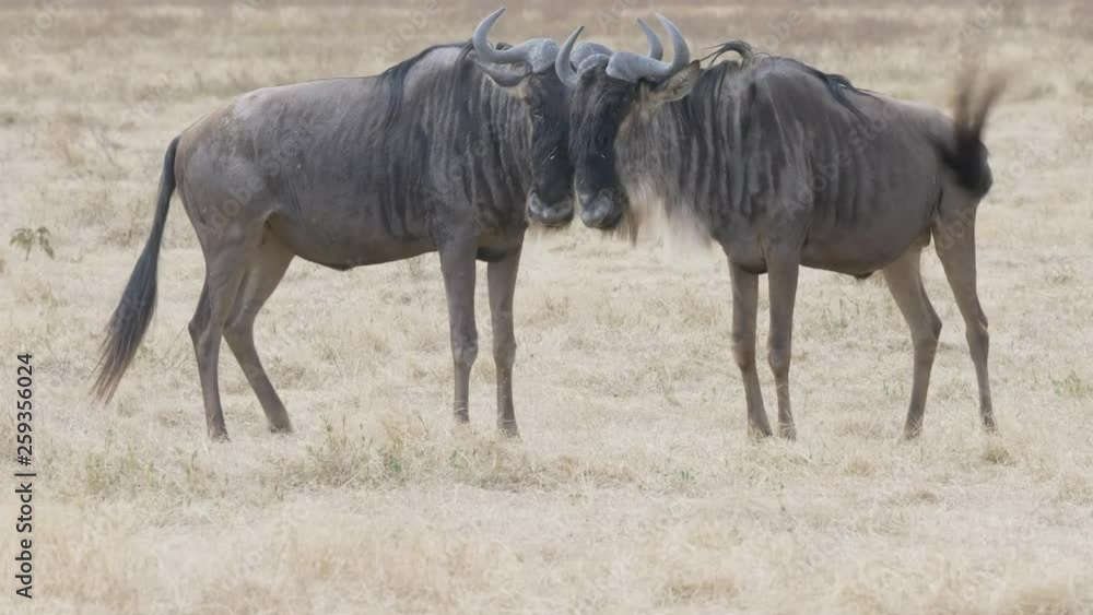 4K 60p side view of wildebeest dueling at ngorongoro crater in tanzania 4K 60p side view of wildebeest dueling at ngorongoro crater in tanzania