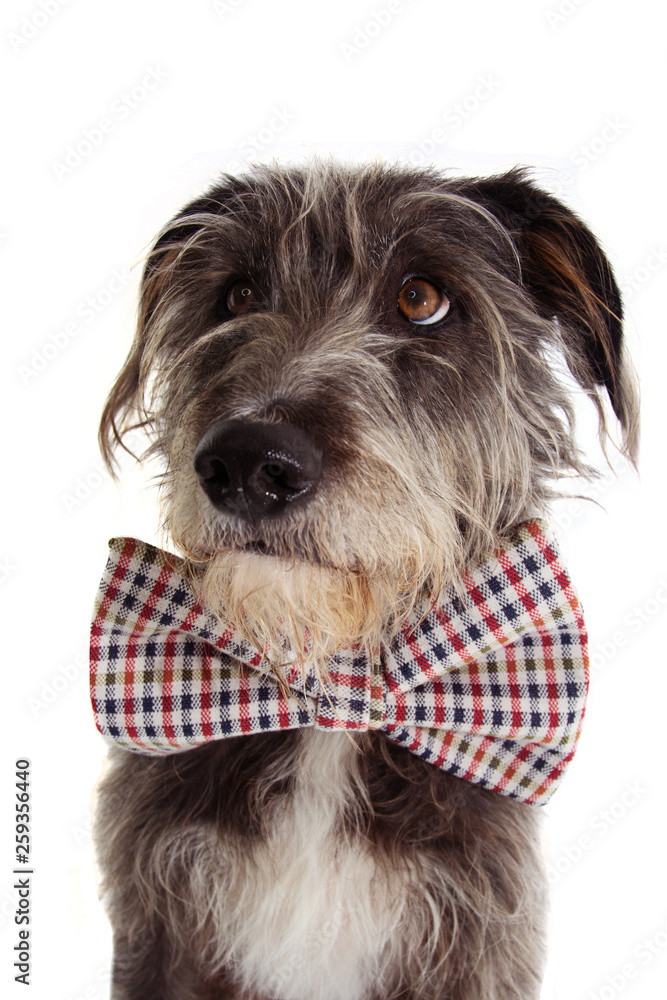 Fototapeta PORTRAIT ELEGANT DOG CELEBRATING A BIRTHDAY OR ANNIVERSARY WEARING VINTAGE CHECKERED BOWTIE WITH CUTE EYES. ISOLATED ON WHITE BACKGROUND.