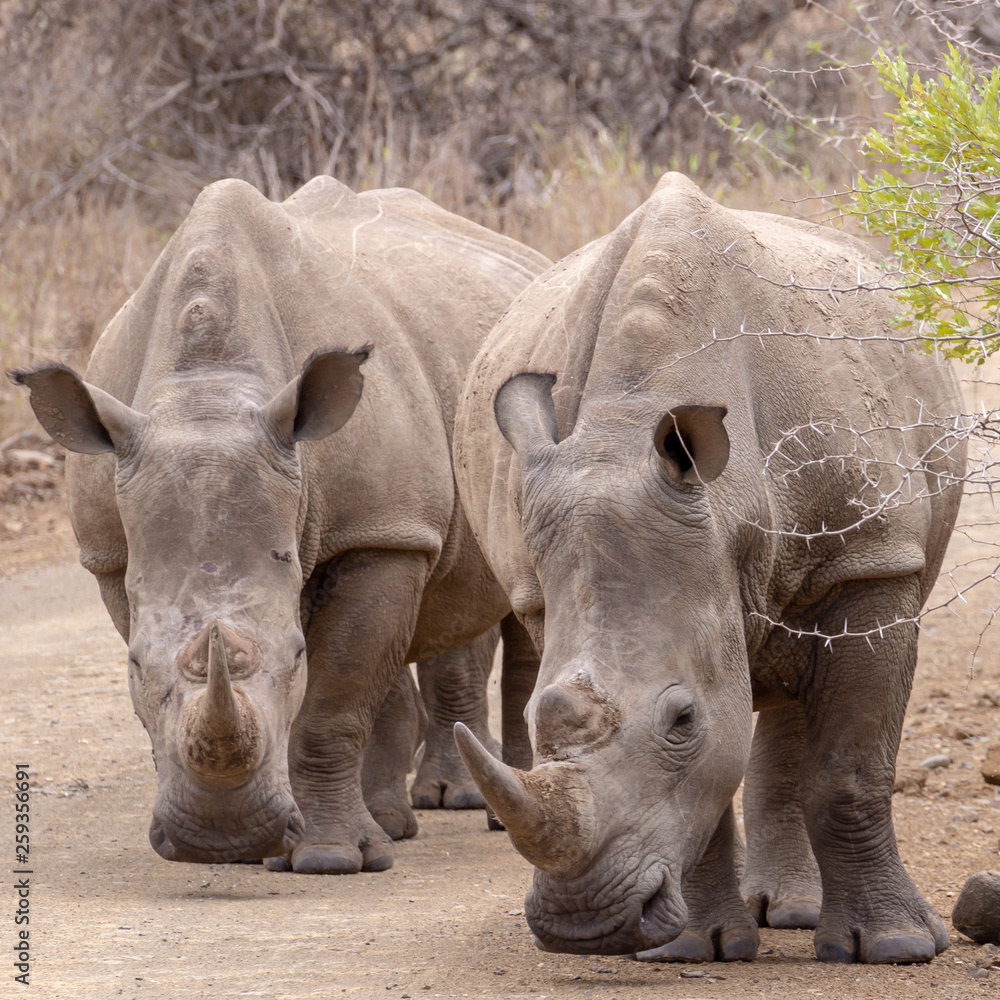 Fototapeta premium White Rhinoceros (Ceratotherium simum)