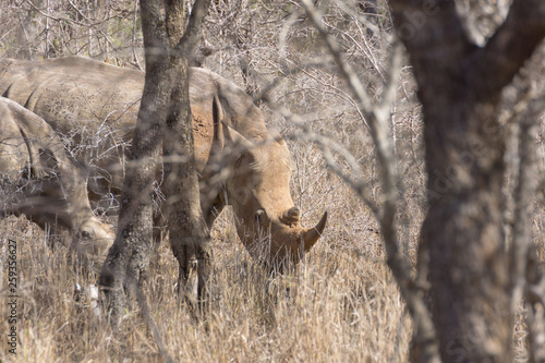 White Rhinoceros  Ceratotherium simum 