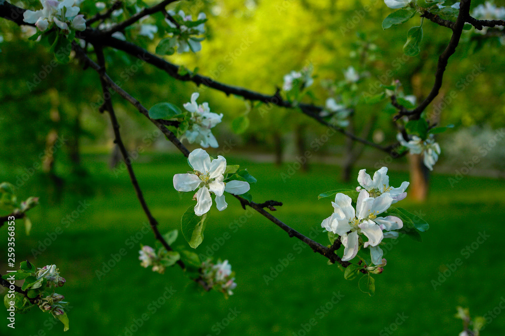 young apple tree branch with white flowers young apple tree branch with white flowers