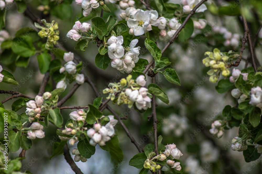 the beginning of flowering apple tree branch the beginning of flowering apple tree branch