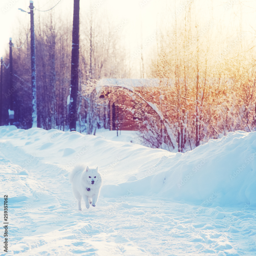 White dog Spitz walks in winter on snow White dog Spitz walks in winter on snow