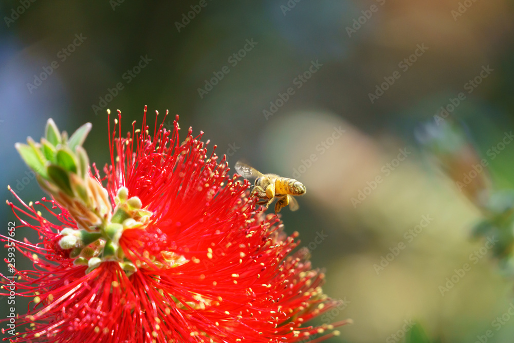 african honeybee (Apis mellifera scutellata) african honeybee (Apis mellifera scutellata)