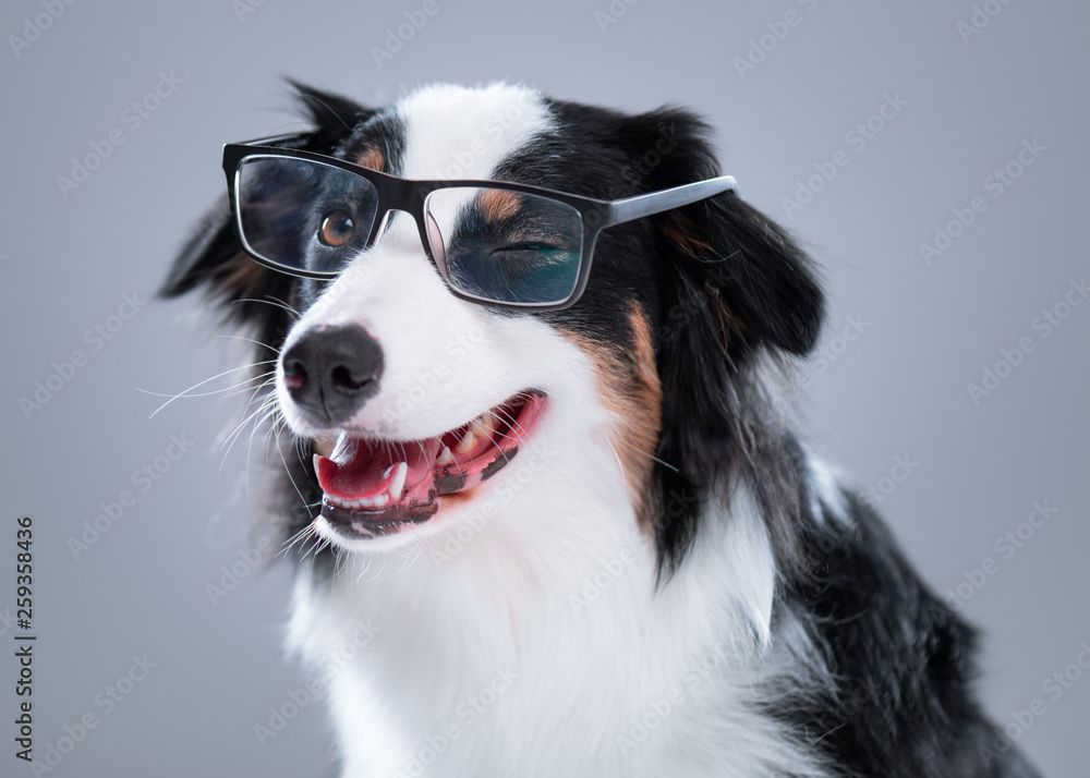 Close up portrait of cute young Australian Shepherd dog with eyeglasses on gray background. Beautiful adult Aussie, looking at camera and winks.