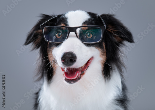 Close up portrait of cute young Australian Shepherd dog with eyeglasses on gray background. Beautiful adult Aussie, looking at camera. © DenisNata