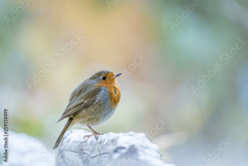 European Robin (Erithacus rubecula) © Chris