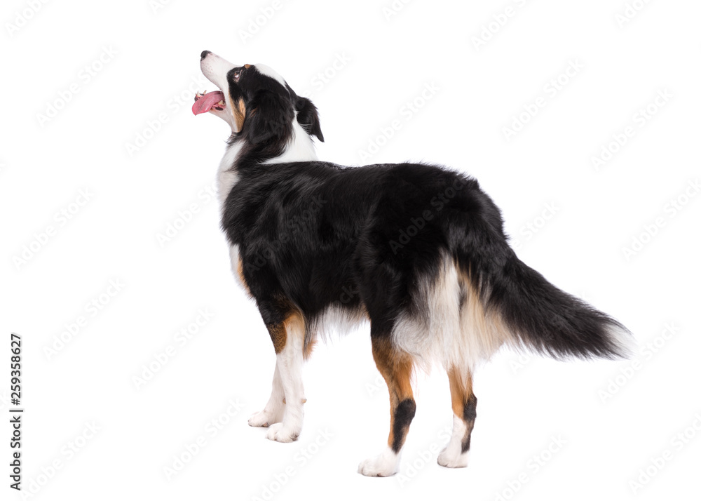Portrait of cute young Australian Shepherd dog standing, isolated on white background. Beautiful adult Aussie, posing in studio - back view.