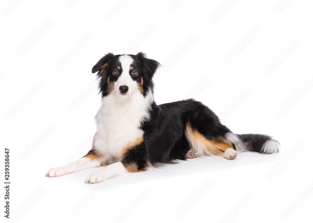 Portrait of cute young Australian Shepherd dog lying, isolated on white background. Beautiful adult Aussie, posing in studio and looking at camera.
