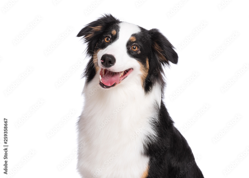 Close up portrait of cute young Australian Shepherd dog smiling, isolated on white background. Beautiful adult Aussie, looking away.