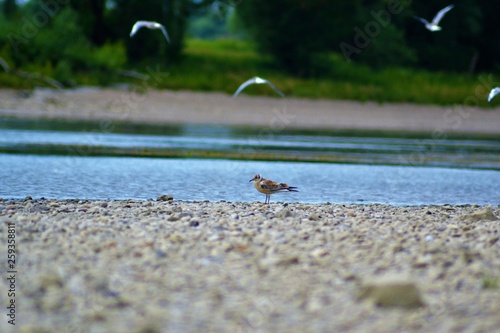 An der Donau