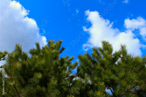 Cropped Shot Of Pine Branch Over Blue Sky Background. Abstract Nature Background. Trees  Nature  Christmas Concept.