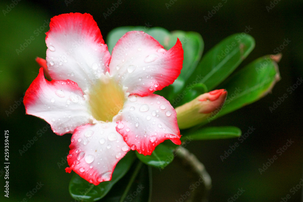 White and red azalea, green leaves on a black background