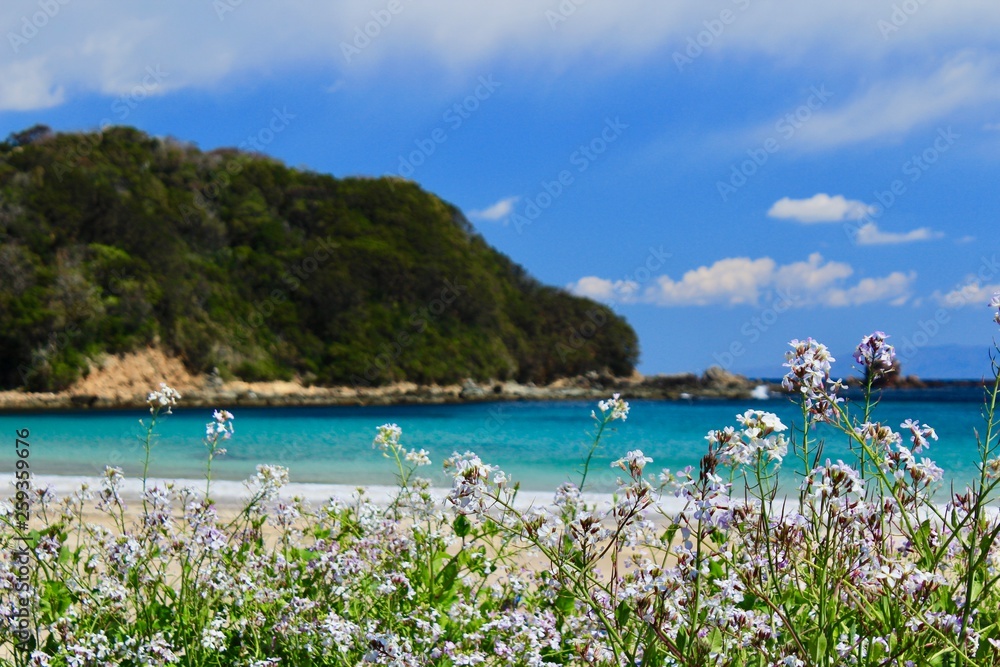 ハマダイコンの花と青い海